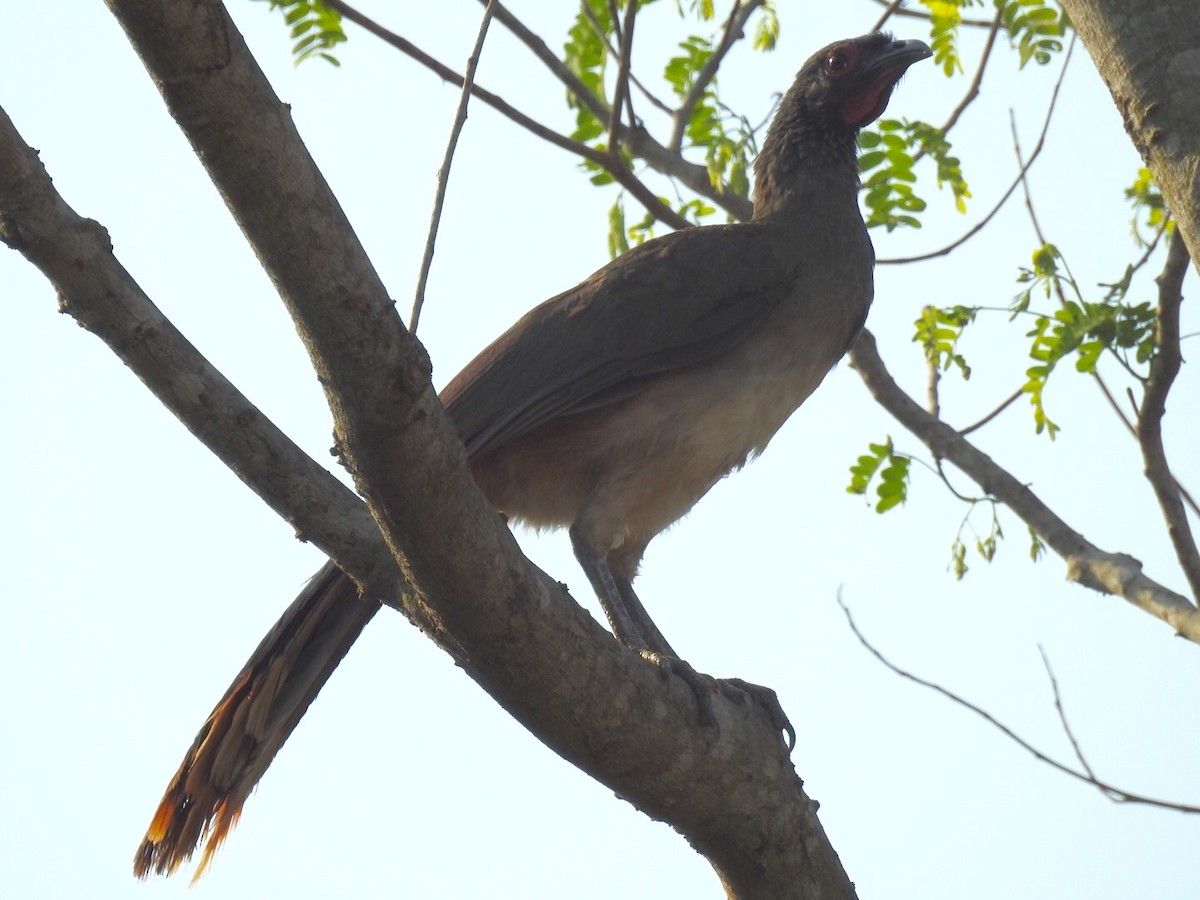 West Mexican Chachalaca - ML29796521