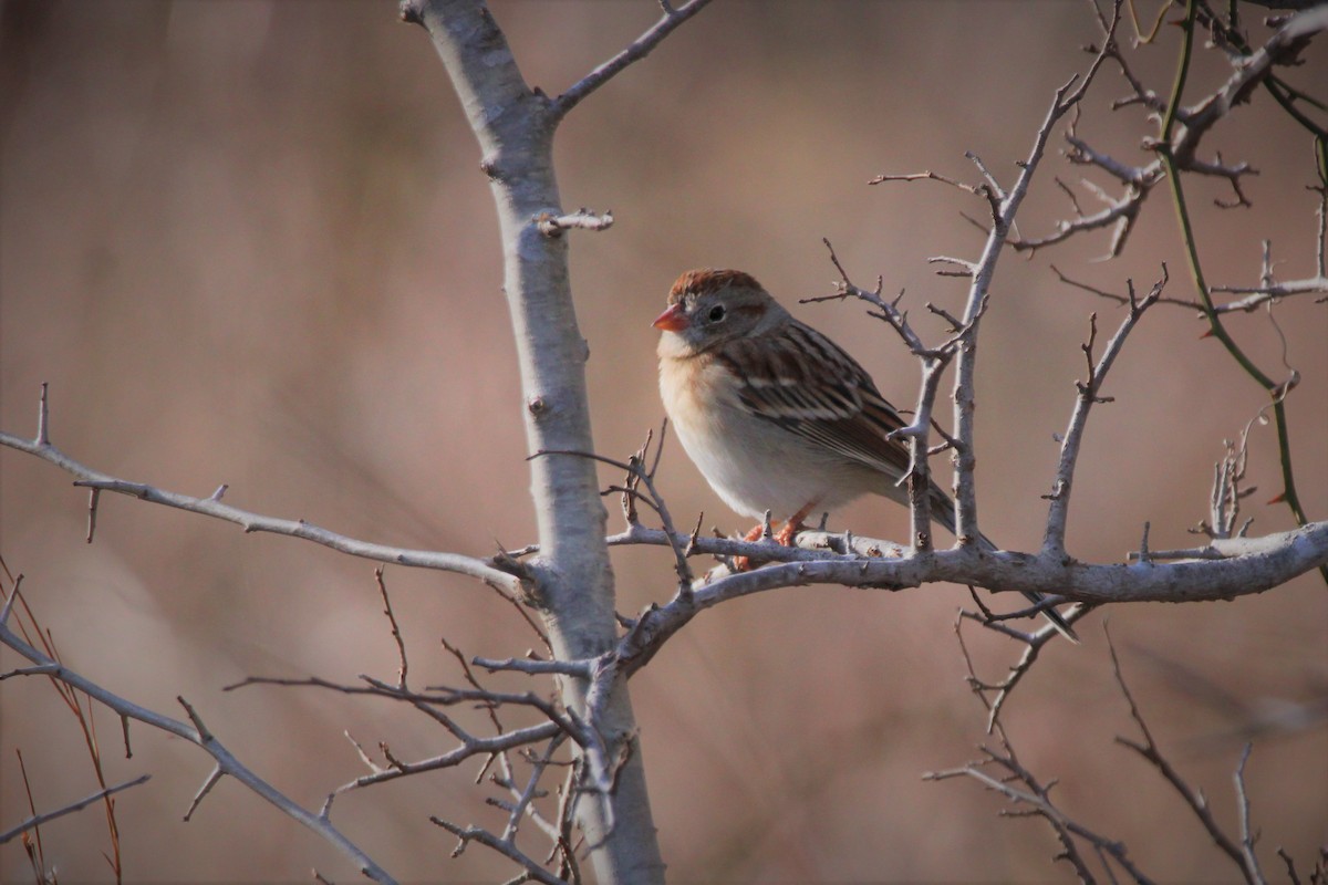Field Sparrow - ML297966171