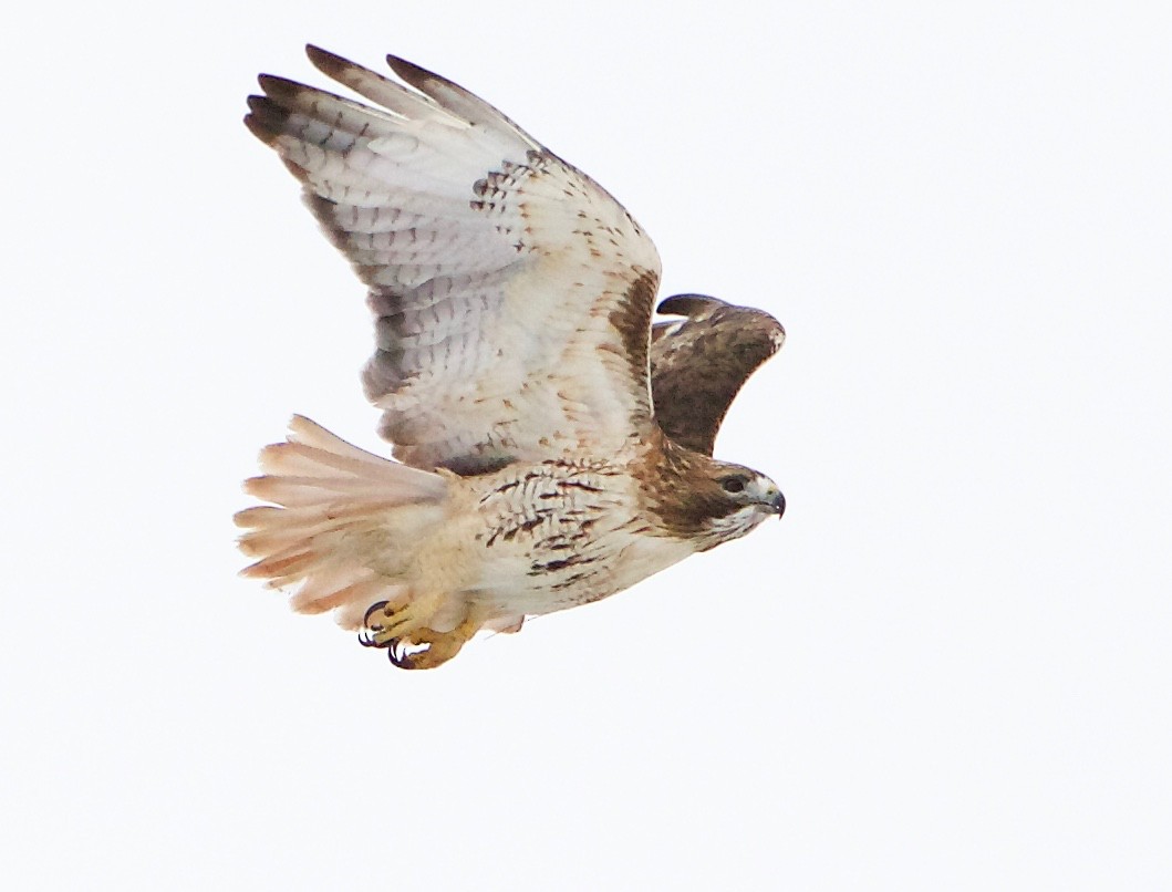 Red-tailed Hawk - ML297966761