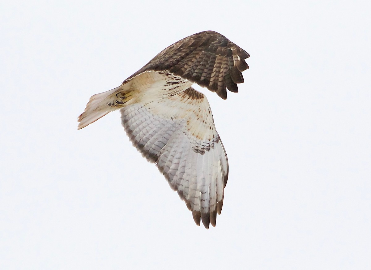 Red-tailed Hawk - ML297967151