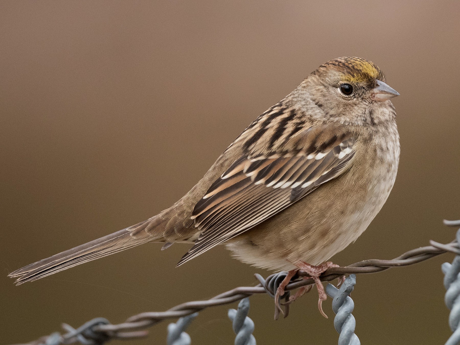 Golden-crowned Sparrow - John C. Mittermeier