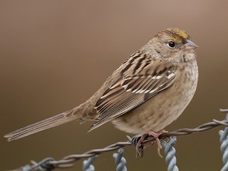 未成鳥 - John C. Mittermeier - ML297969681