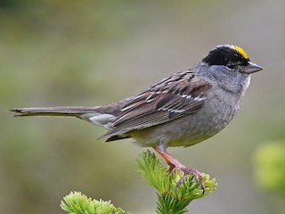  - Golden-crowned Sparrow