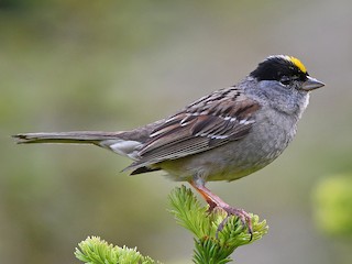 Golden Crowned Sparrow Zonotrichia Atricapilla Birds Of The World