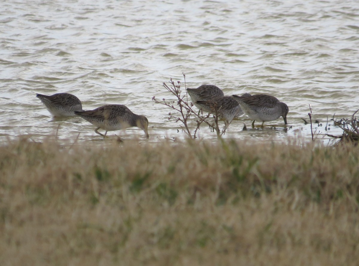 Long-billed Dowitcher - ML297970321