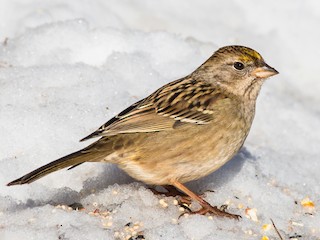 キガシラシトド - eBird