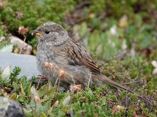  - Golden-crowned Sparrow