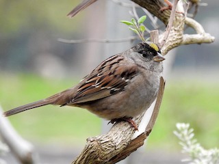 Nonbreeding adult - Ronan Nicholson - ML297973141