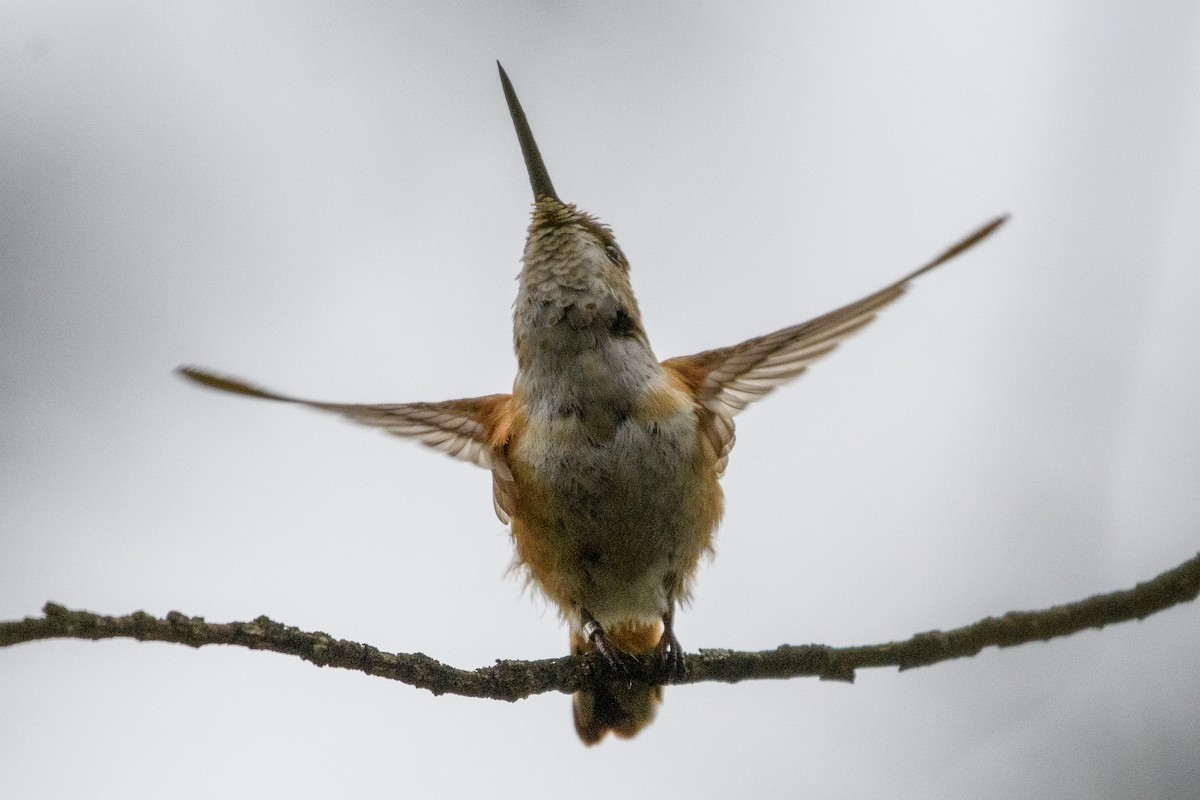Allen's Hummingbird - ML297979231