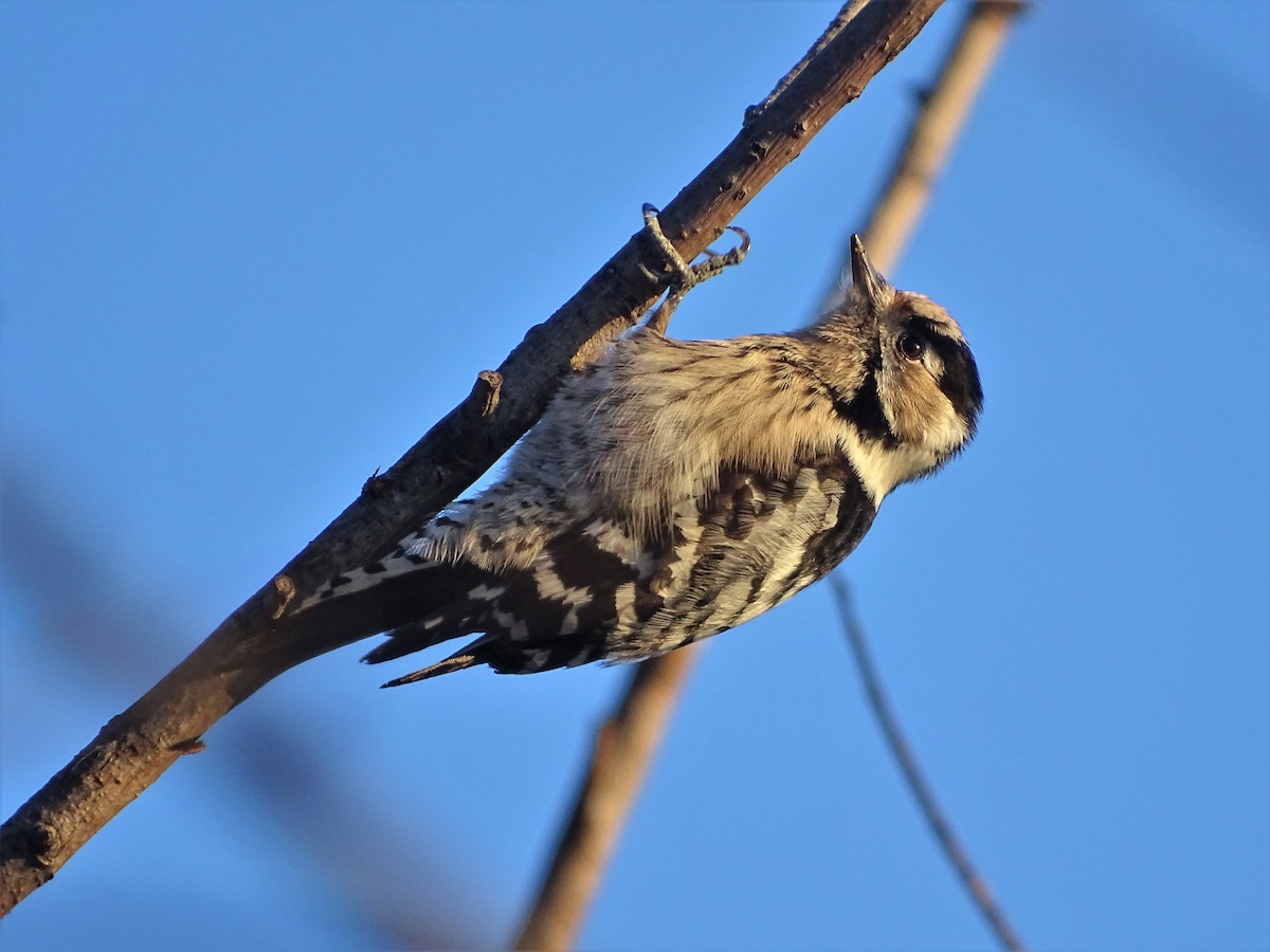 Lesser Spotted Woodpecker - Javier Nicolau