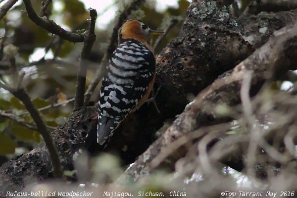 Rufous-bellied Woodpecker - ML29798511