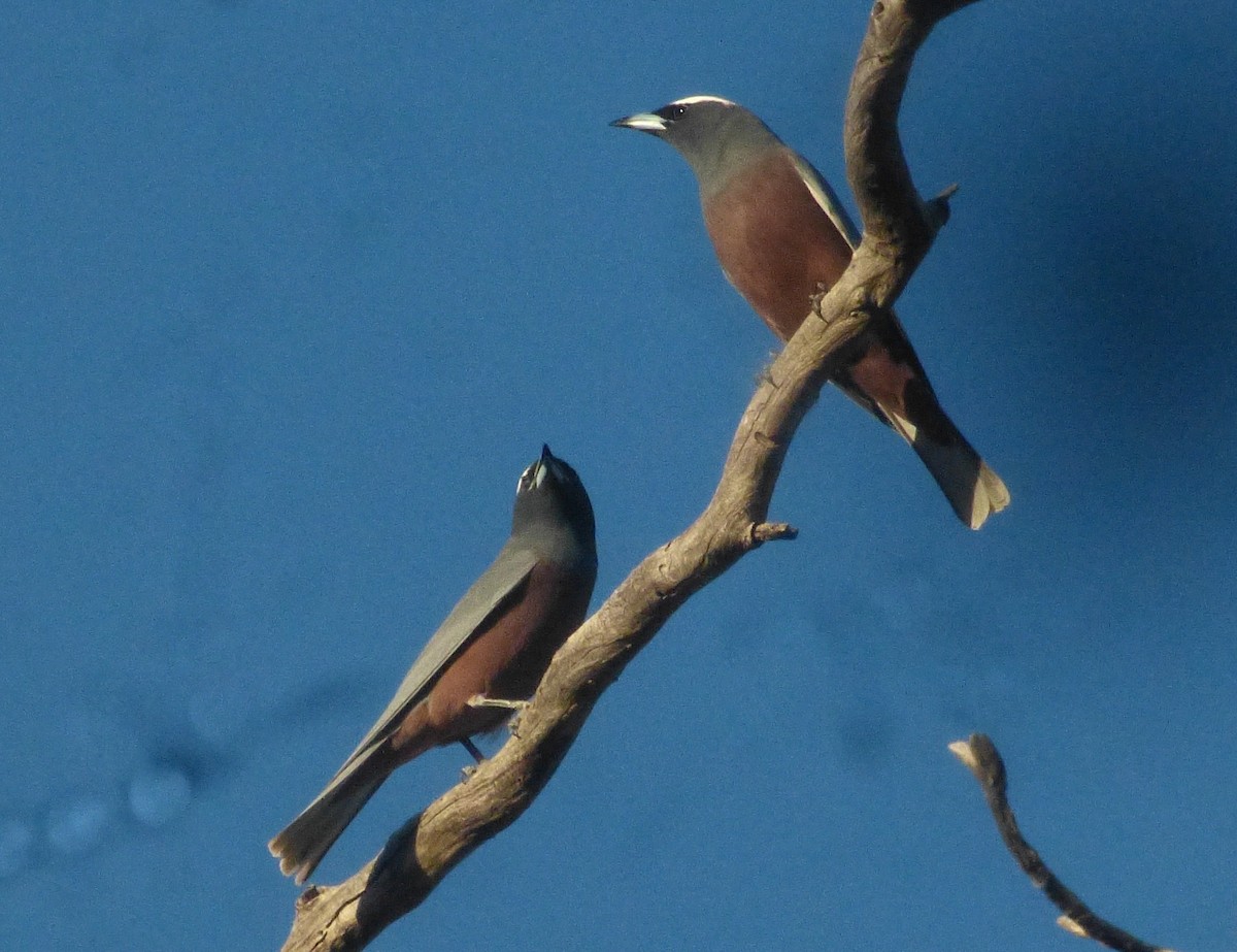 White-browed Woodswallow - ML29798941