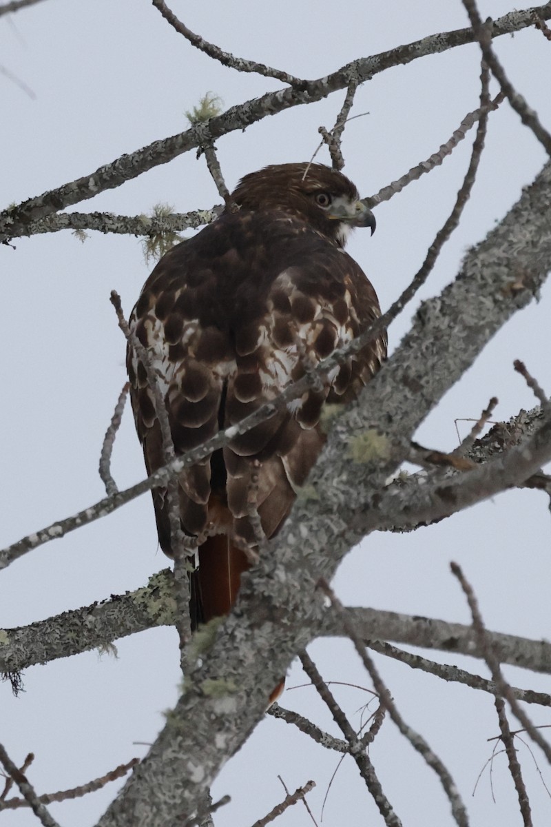 Red-tailed Hawk - ML297989971