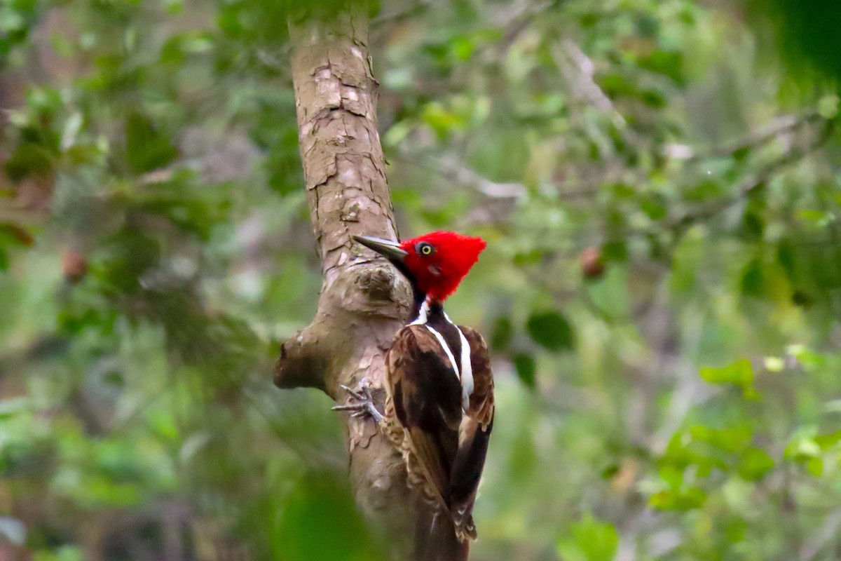 Guayaquil Woodpecker - Rogger Valencia Monroy
