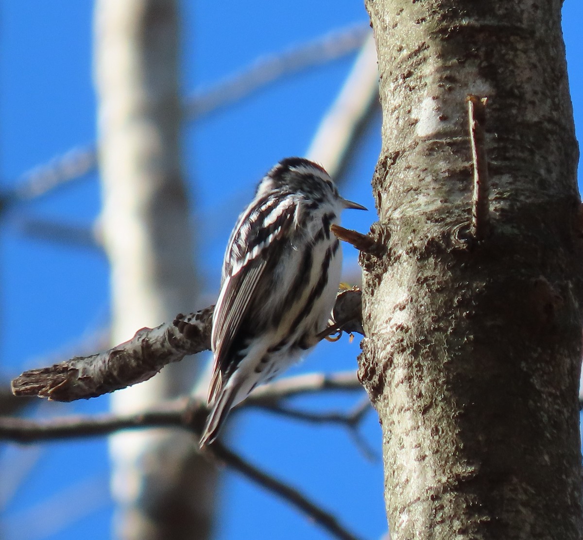 Black-and-white Warbler - ML297993681