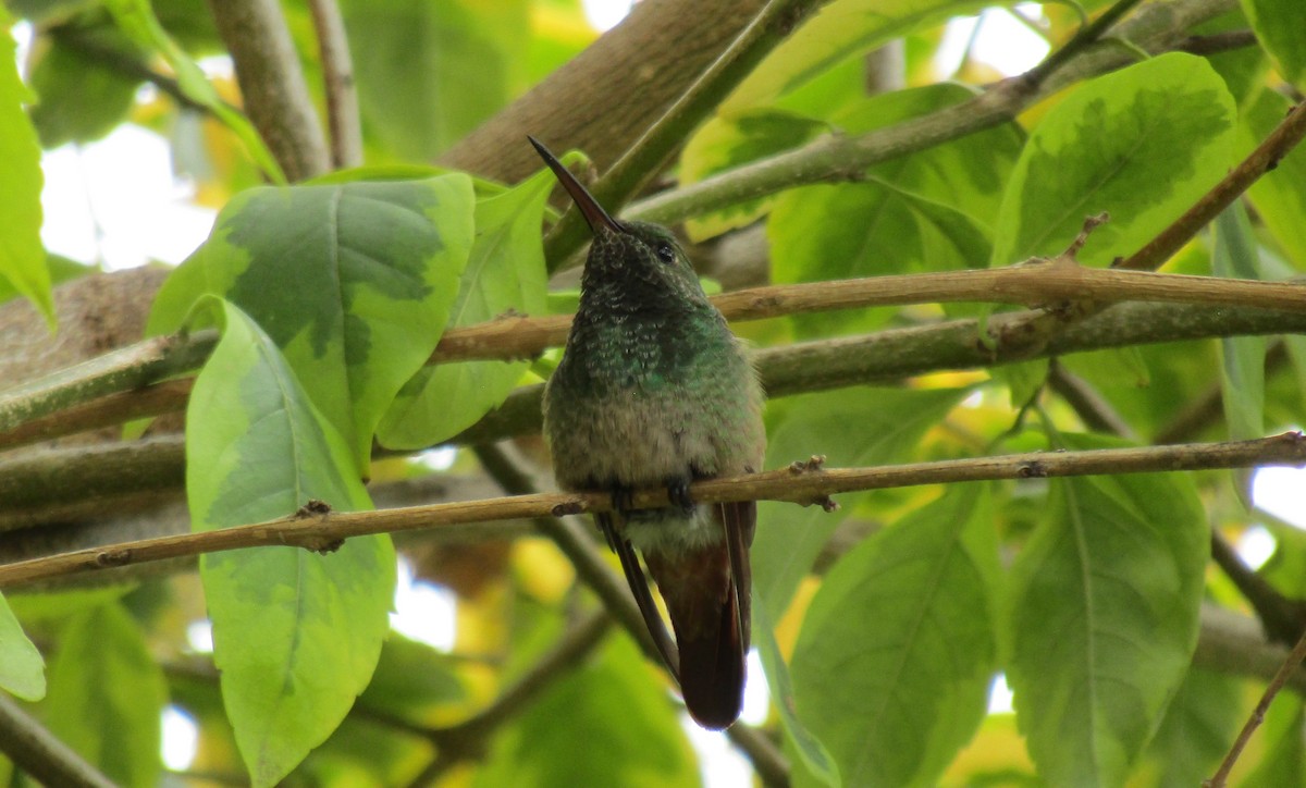 Berylline Hummingbird - Eric Antonio Martinez