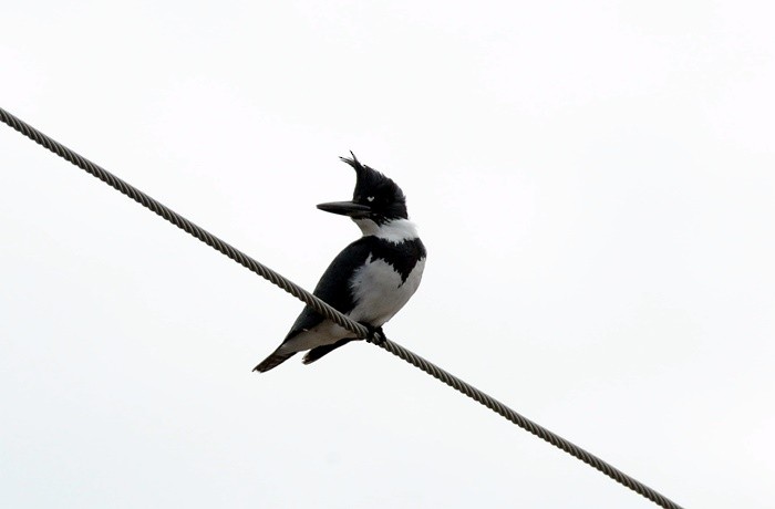 Belted Kingfisher - Donald Gorham