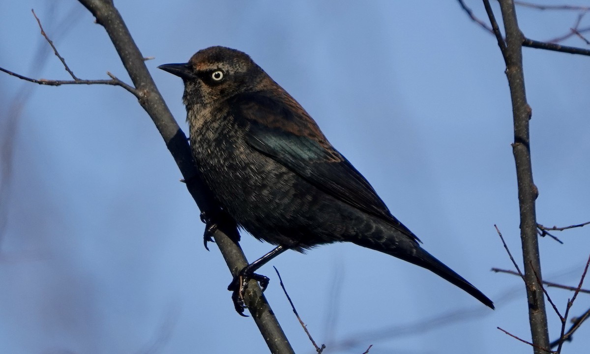 Rusty Blackbird - Jacob Crissup