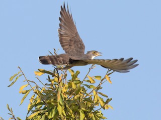  - Thick-billed Cuckoo