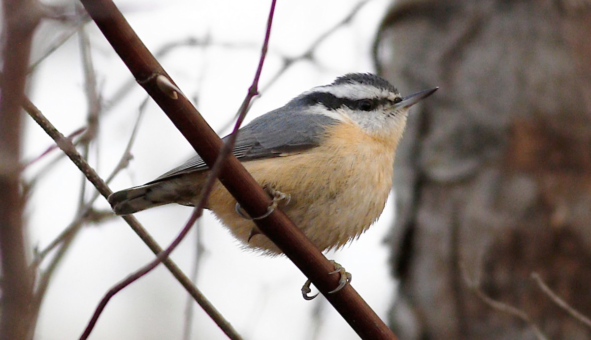 Red-breasted Nuthatch - Gary Jarvis