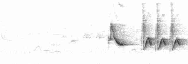 Заросляк сірогрудий - ML298030