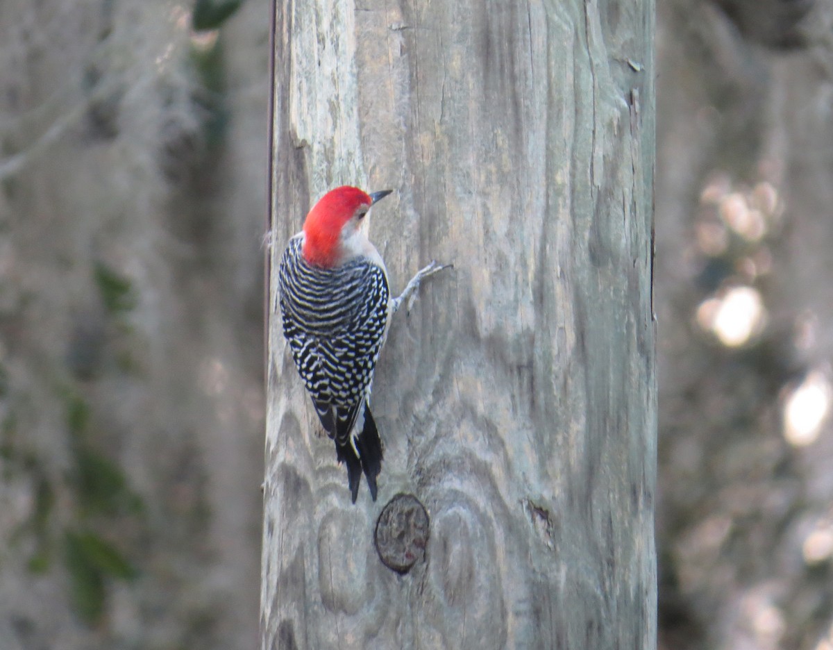 Red-bellied Woodpecker - David & Jill Kaminski