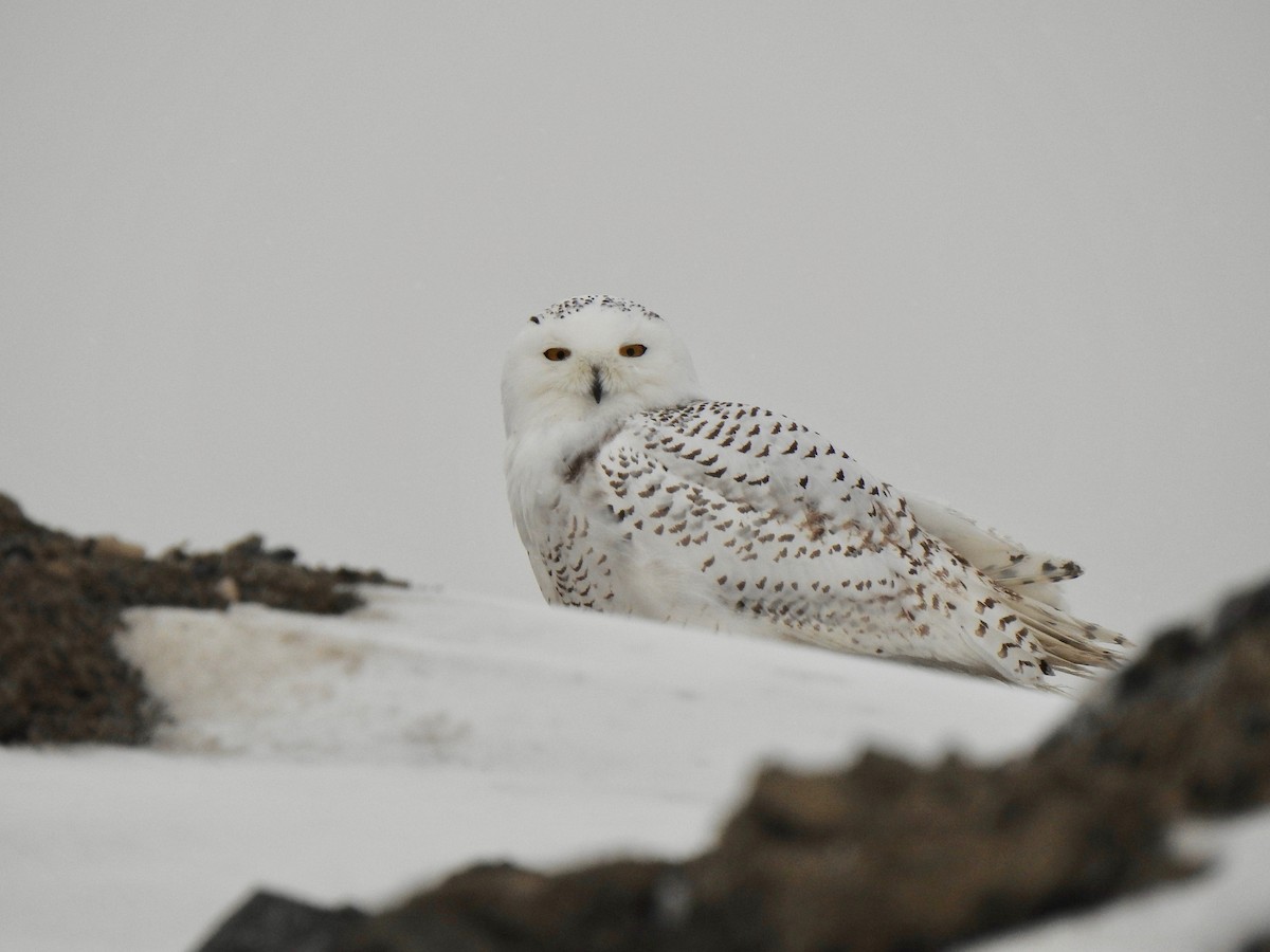 Snowy Owl - ML298041431