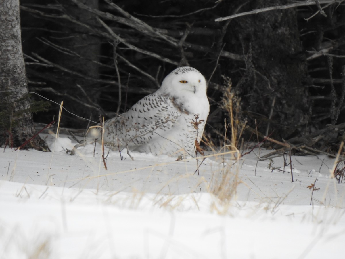 Snowy Owl - ML298041451