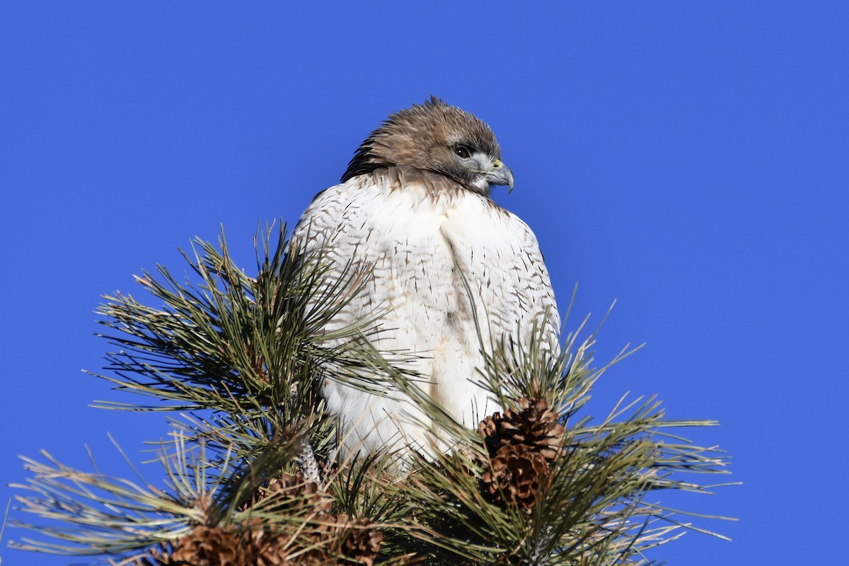 Red-tailed Hawk - Robert Post