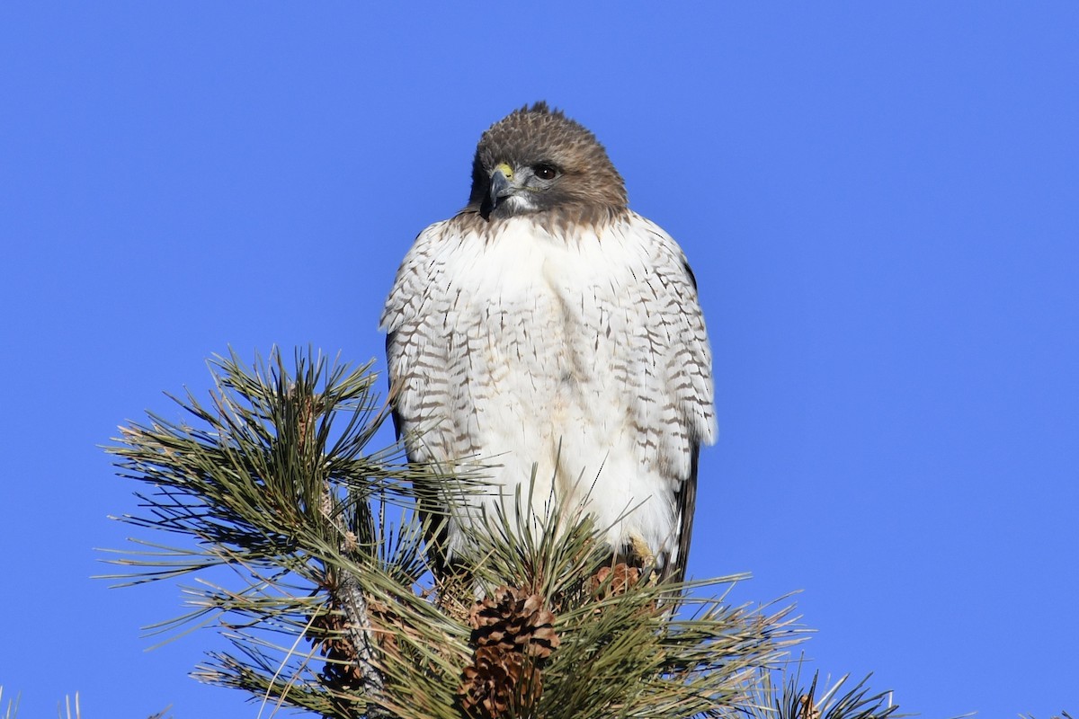 Red-tailed Hawk - ML298042331