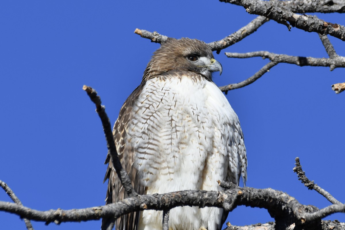 Red-tailed Hawk - ML298044771