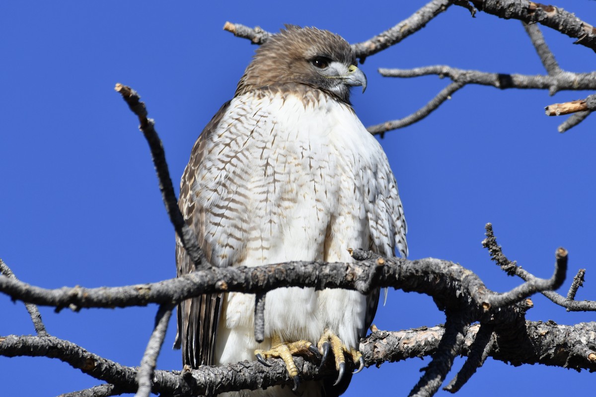 Red-tailed Hawk - ML298044991