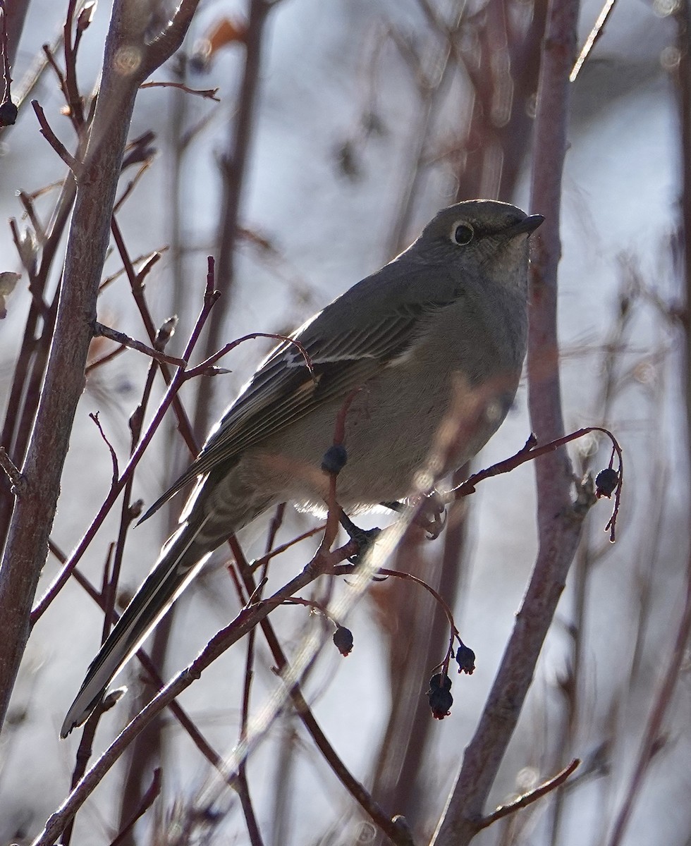 Townsend's Solitaire - ML298049511