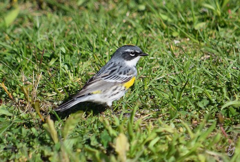 Hillman Marsh Ca Essex County On Ca Ebird Hotspot