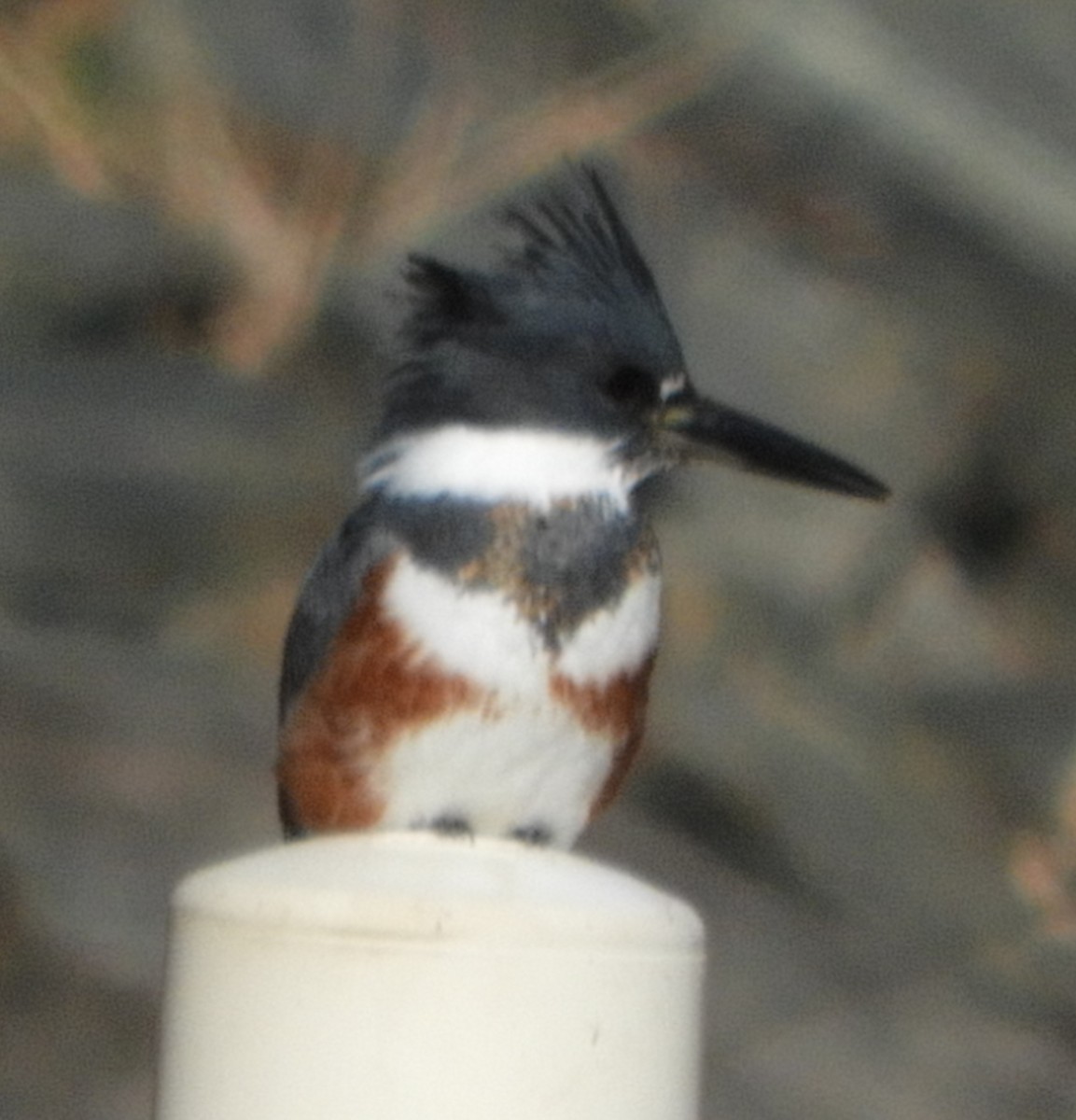 Belted Kingfisher - ML298054941
