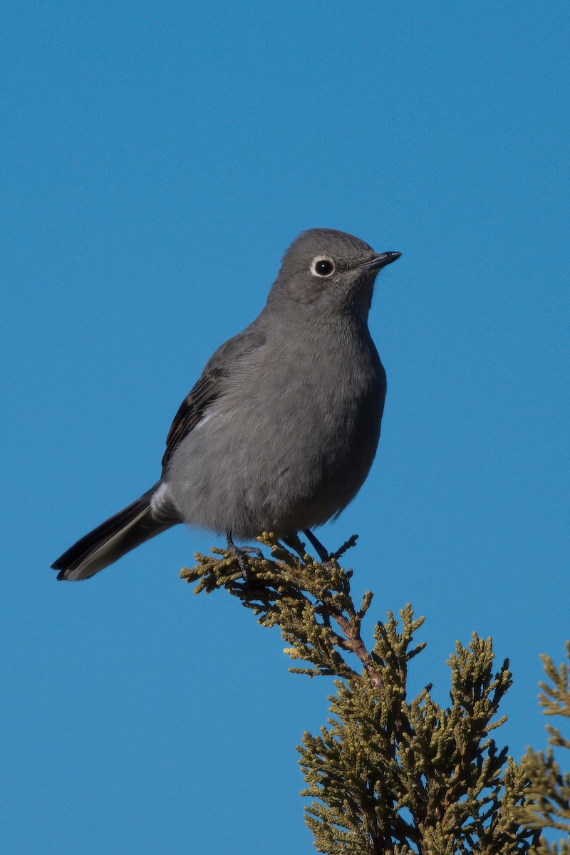 Townsend's Solitaire - ML298058491