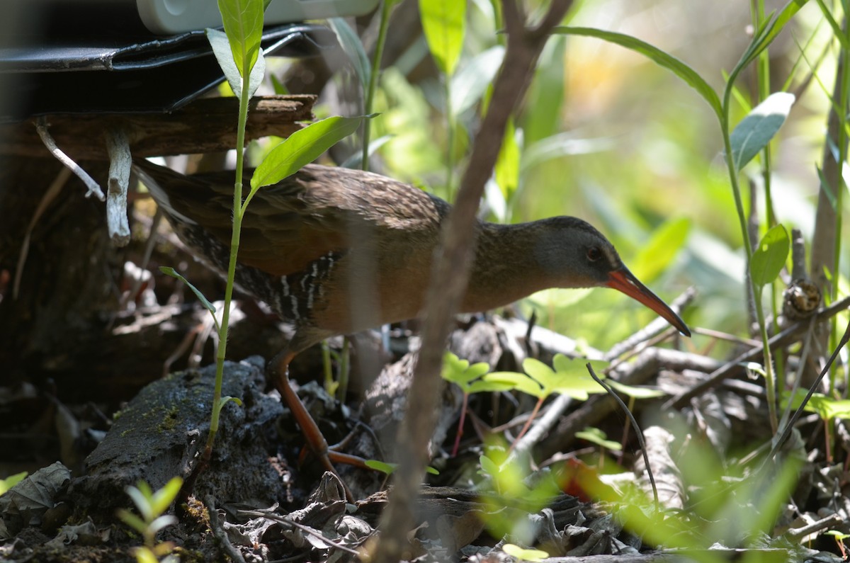 Virginia Rail - Nathaniel Sharp