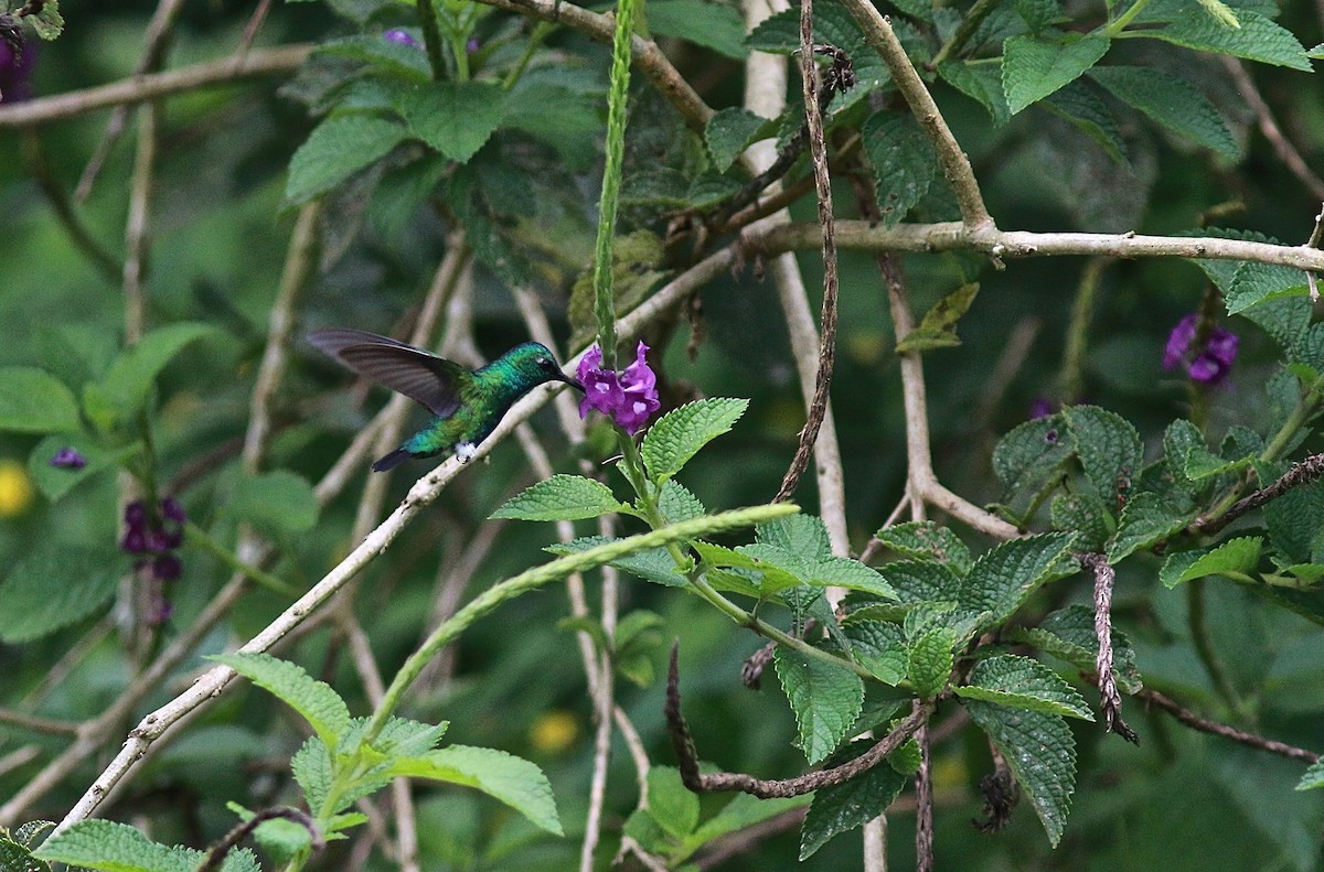 Blue-tailed Emerald - ML298063911