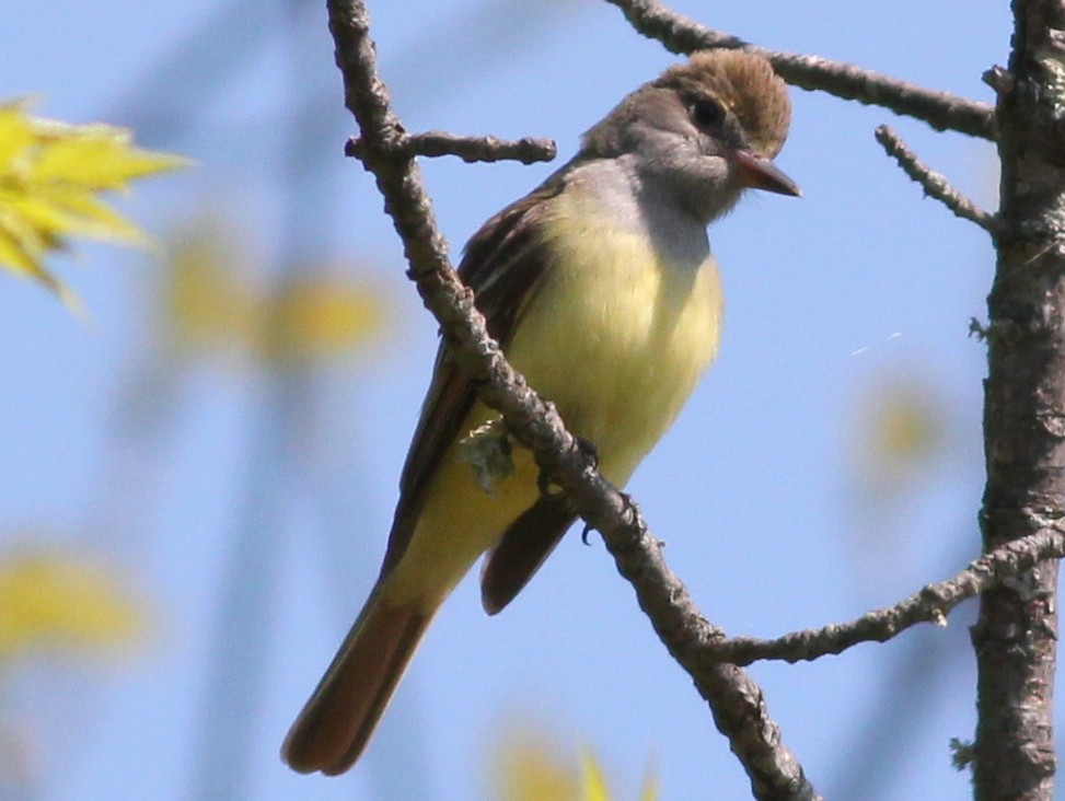 Great Crested Flycatcher - ML29806641