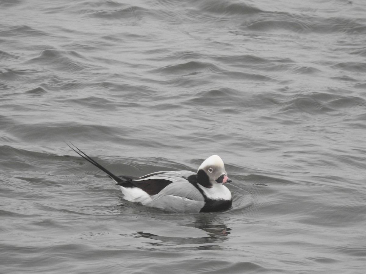 Long-tailed Duck - ML298069491