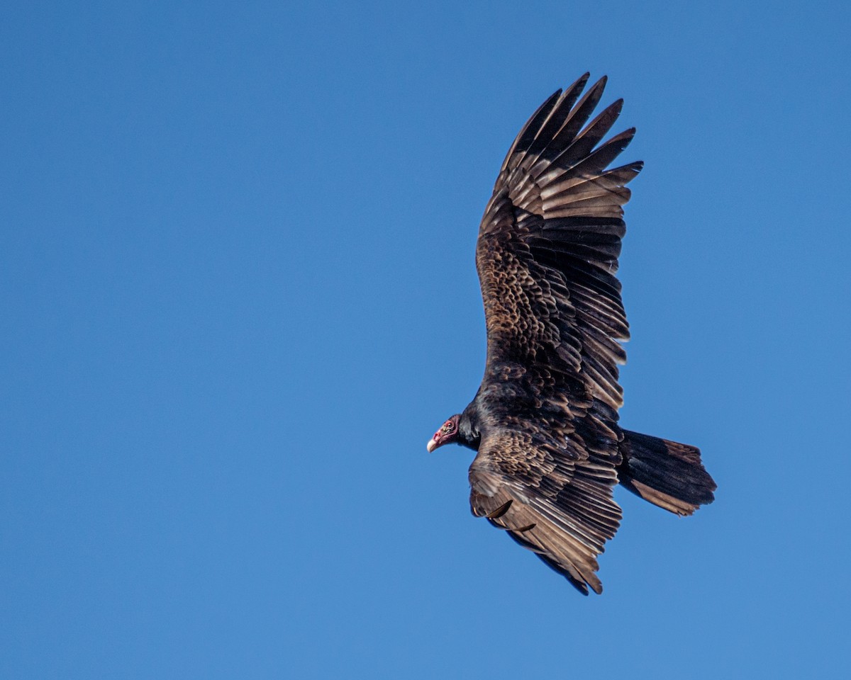 Turkey Vulture - Dori Eldridge