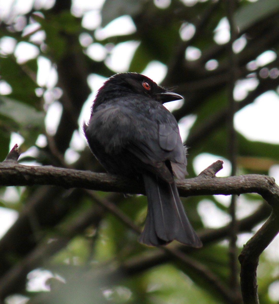 Square-tailed Drongo - ML298069791