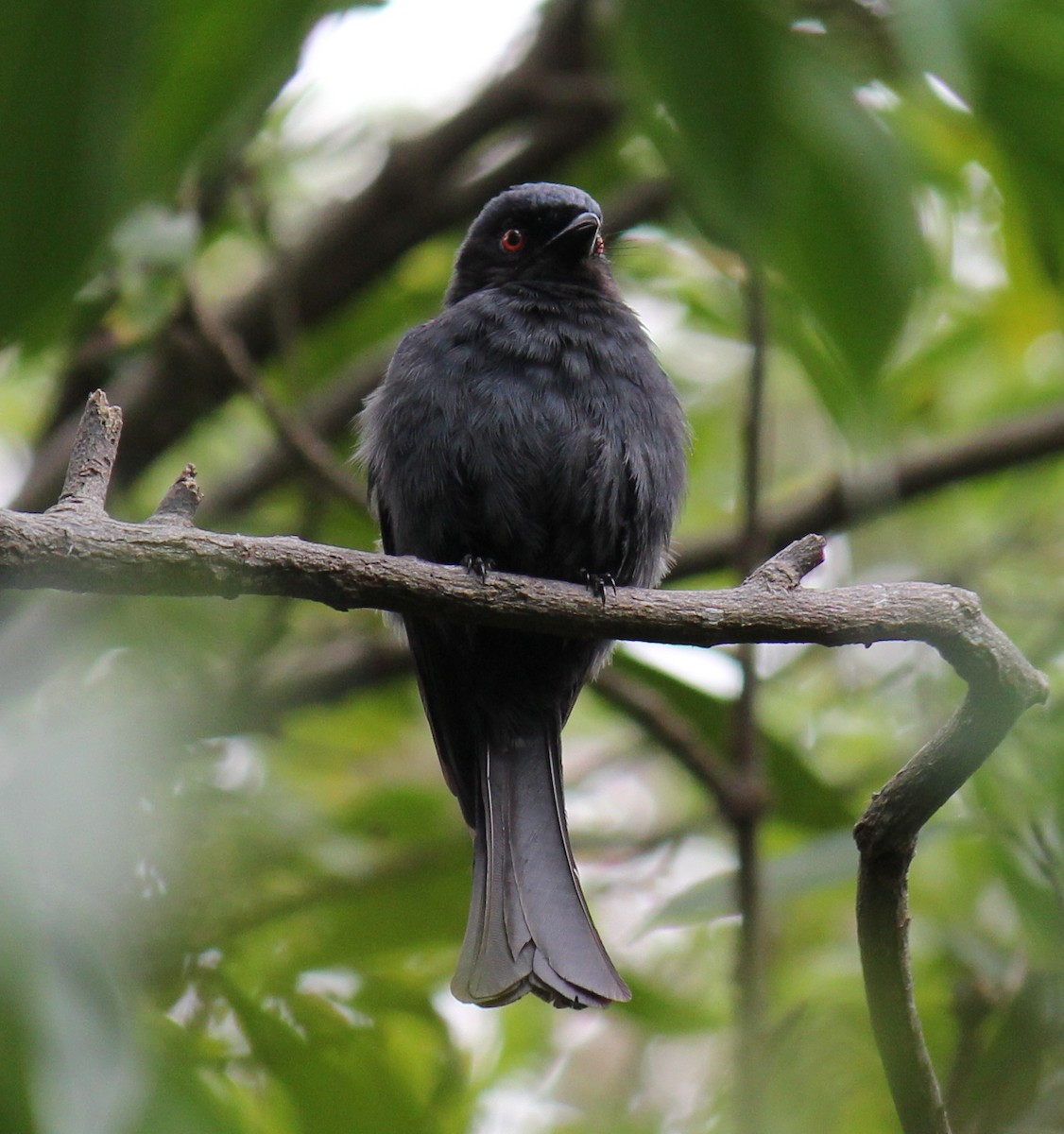 Square-tailed Drongo - ML298069811