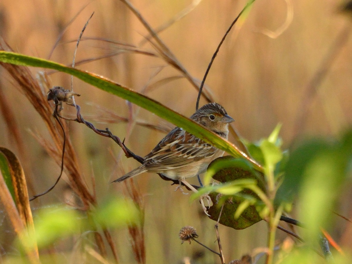 Grasshopper Sparrow - ML298072961