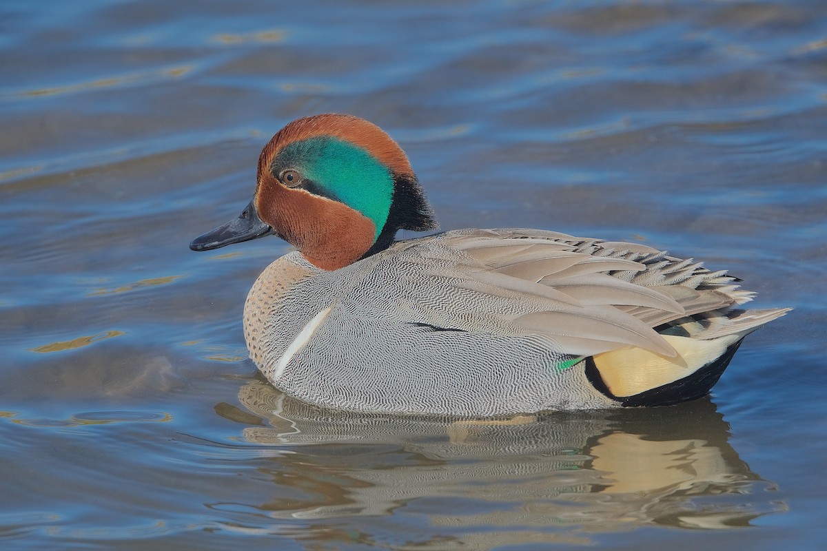 Green-winged Teal - ML298077261