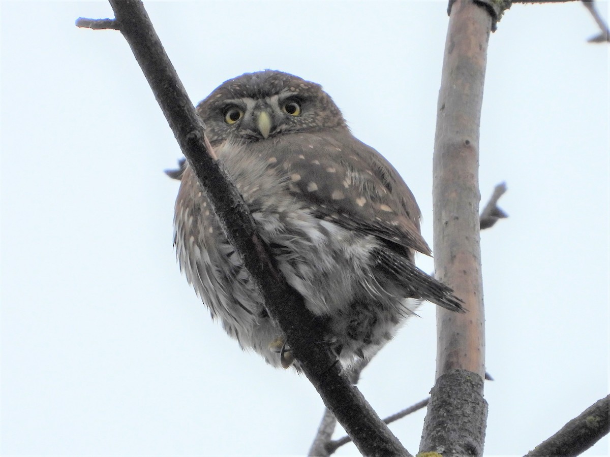 Northern Pygmy-Owl (Pacific) - ML298077701