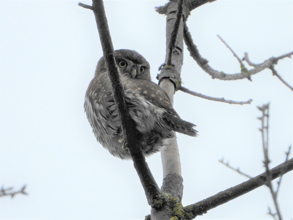 Northern Pygmy-Owl (Pacific) - ML298077711