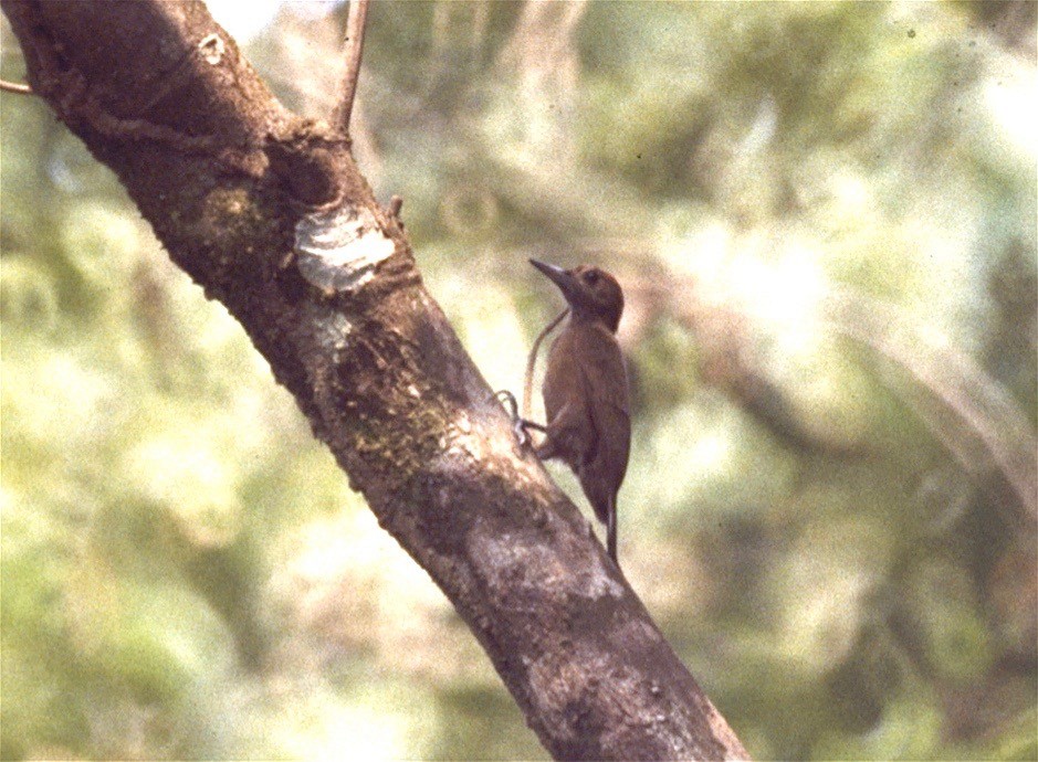 Smoky-brown Woodpecker - Karl Overman