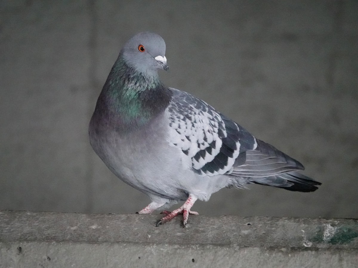 Rock Pigeon (Feral Pigeon) - ML298079521