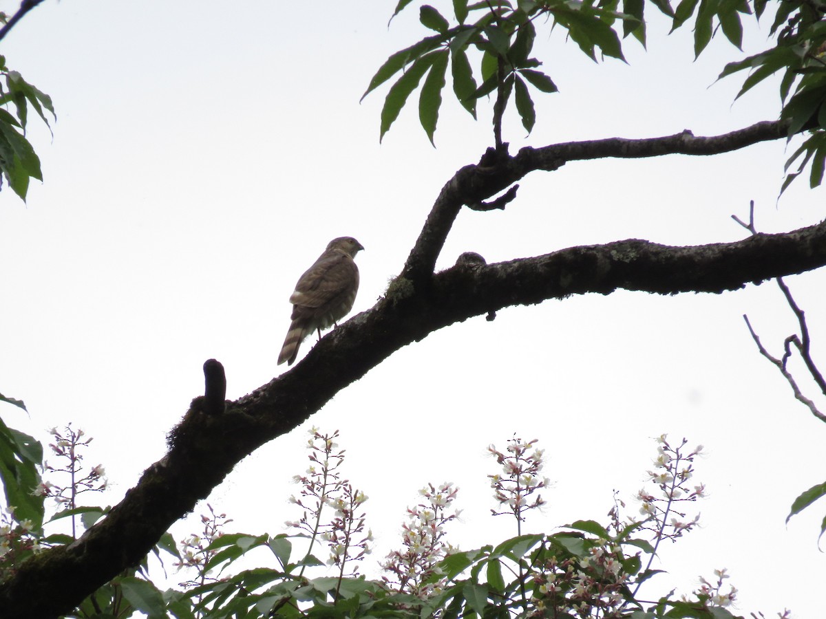 Eurasian Sparrowhawk - Ashish Kothari